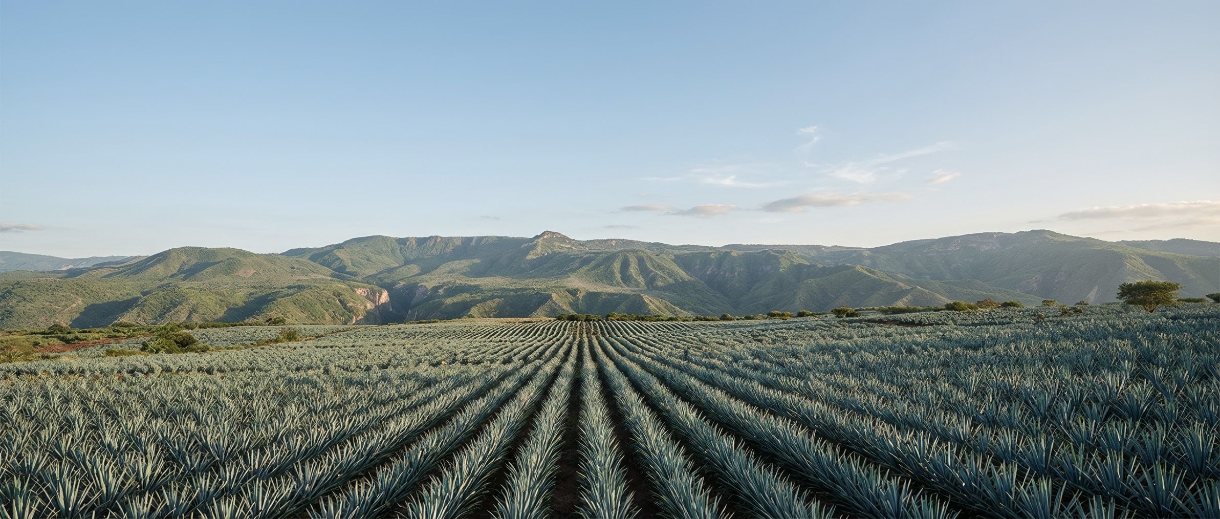 Barranca de Amatitán valley in the Valles of Jalisco